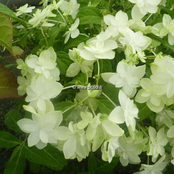 Hydrangea serrata Shirofuji (2)