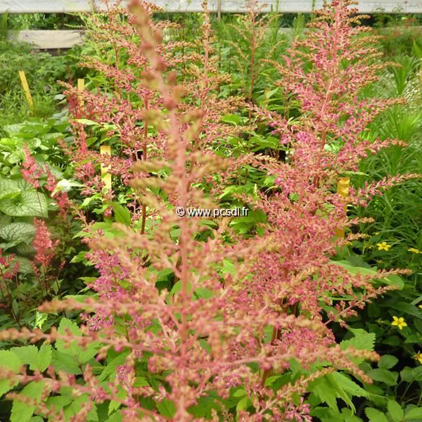 Astilbe Maggy Daley