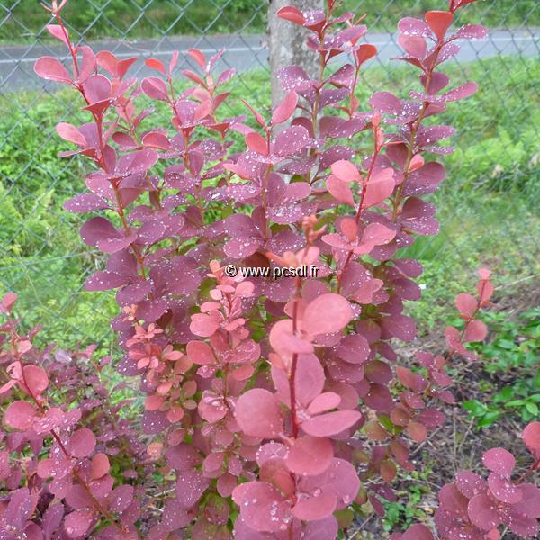 Berberis thunbergii Orange Rocket (4)