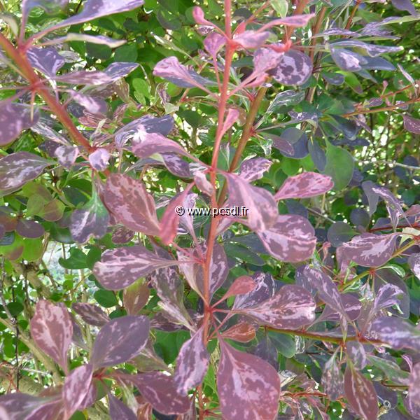 Berberis thunbergii Rosy Glow (2)