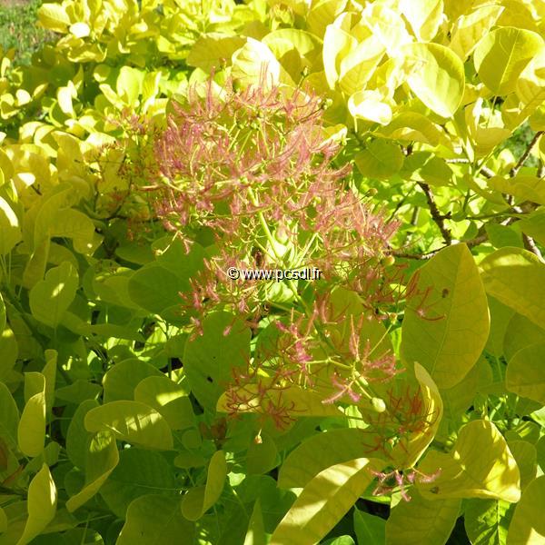 Cotinus coggygria Aurea (1)