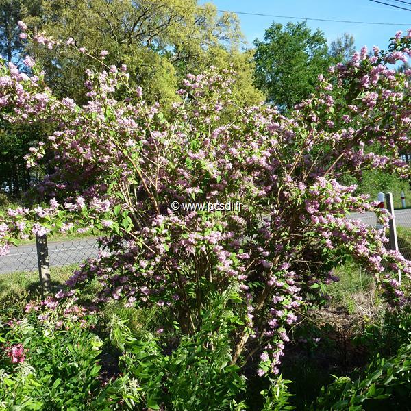 Deutzia hybrida Perle Rose