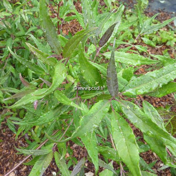 Helwingia chinensis (2)