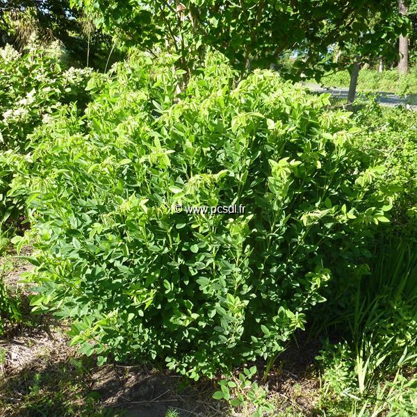 Lespedeza thunbergii Albiflora