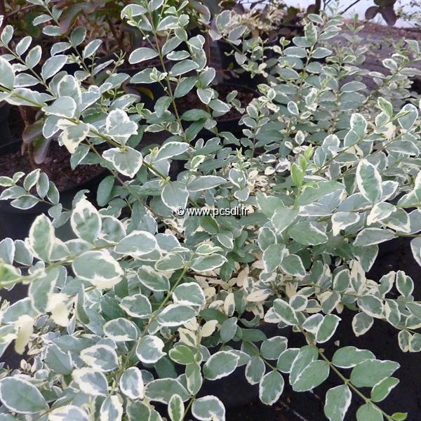 Ligustrum ibota Musly