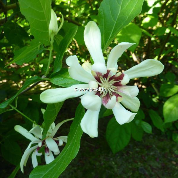 Calycanthus Venus (6)