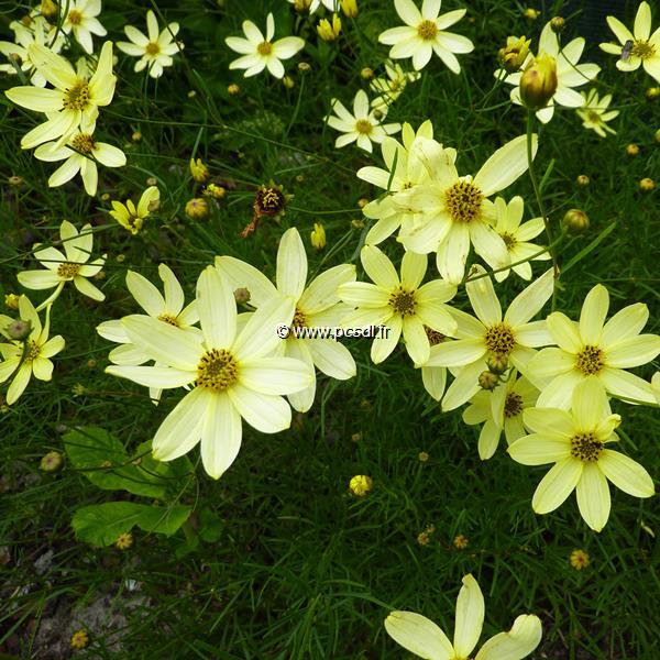 Coreopsis verticillata Moonbeam