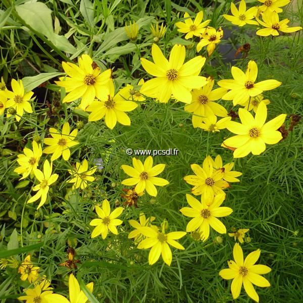 Coreopsis verticillata