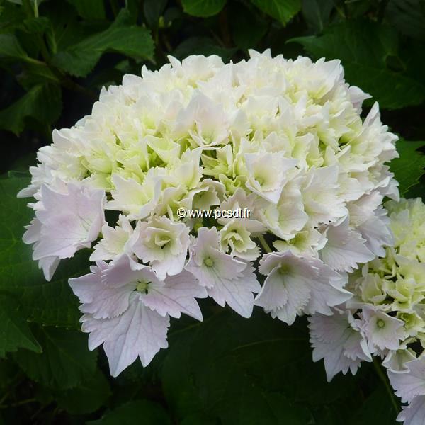 Hydrangea macrophylla Albrechtsburg