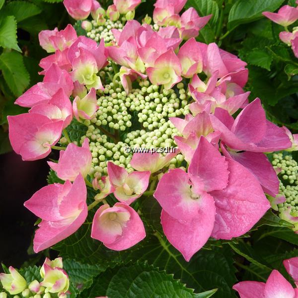 Hydrangea macrophylla Grasmucke