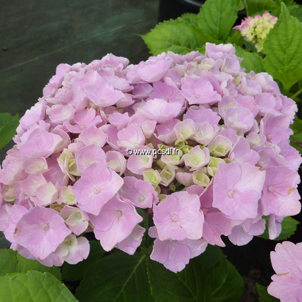 Hydrangea macrophylla Homigo (1)