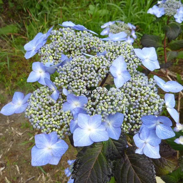 Hydrangea macrophylla Twist &amp; Shout (3)