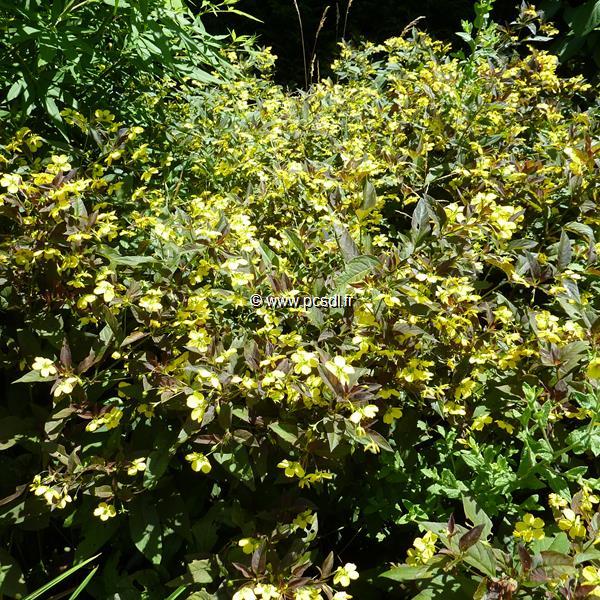 Lysimachia ciliata Firecracker (2)