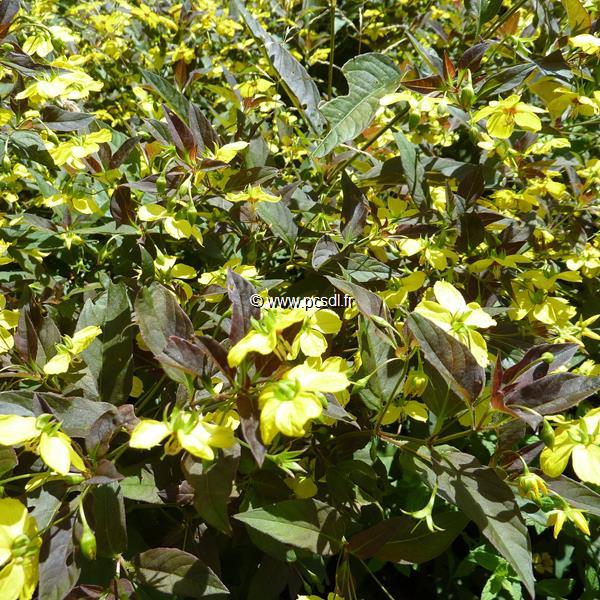 Lysimachia ciliata Firecracker (3)