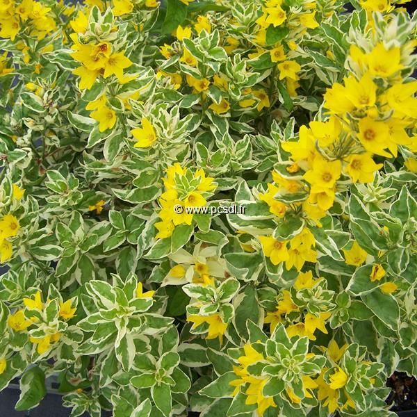 Lysimachia punctata Alexander