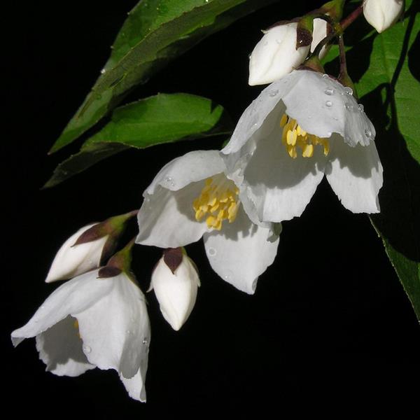 Philadelphus Starbright