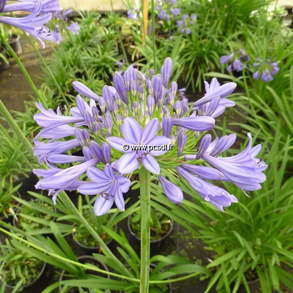 Agapanthus Purple Cloud (2)