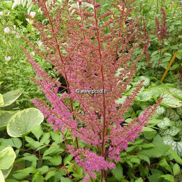 Astilbe Maggy Daley