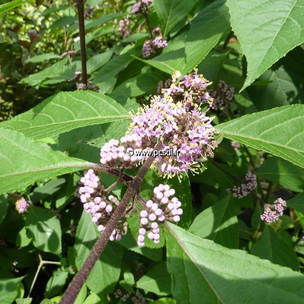 Callicarpa bodinieri Imperial Pearl