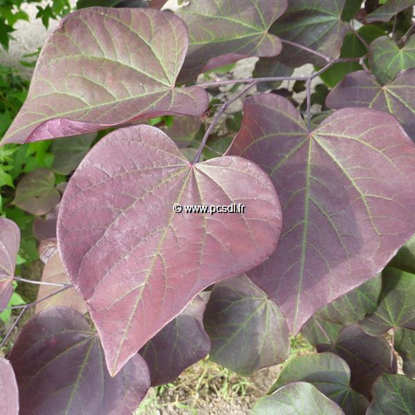 Cercis canadensis Forest Pansy (2)