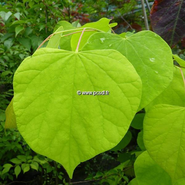 Cercis canadensis Hearts of Gold