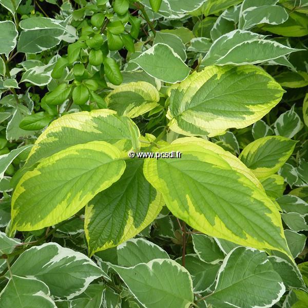 Cornus sericea Hedgerows Gold (2)