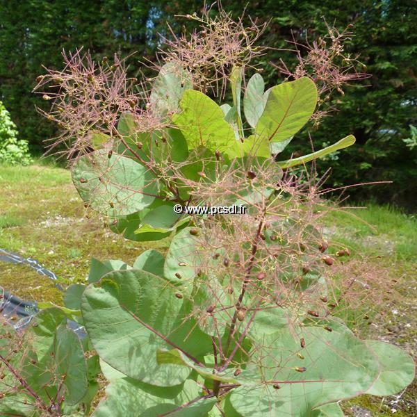 Cotinus Old Fashionned (2)