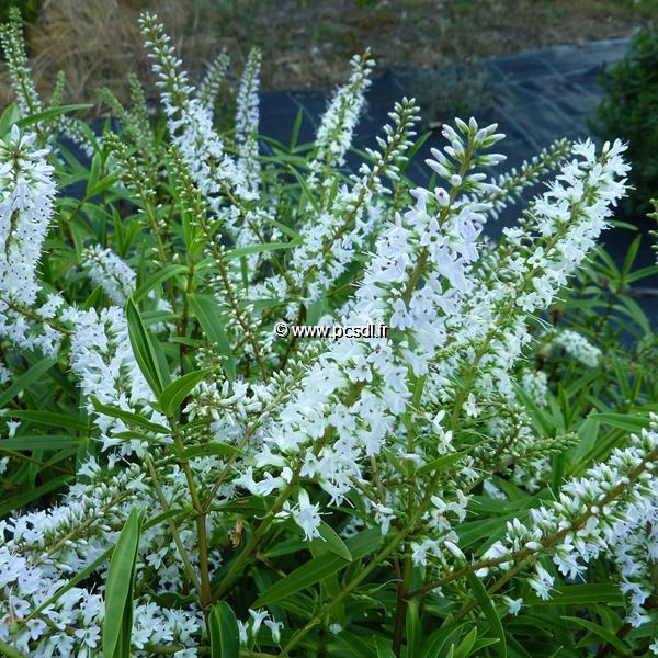 Hebe salicifolia (4)