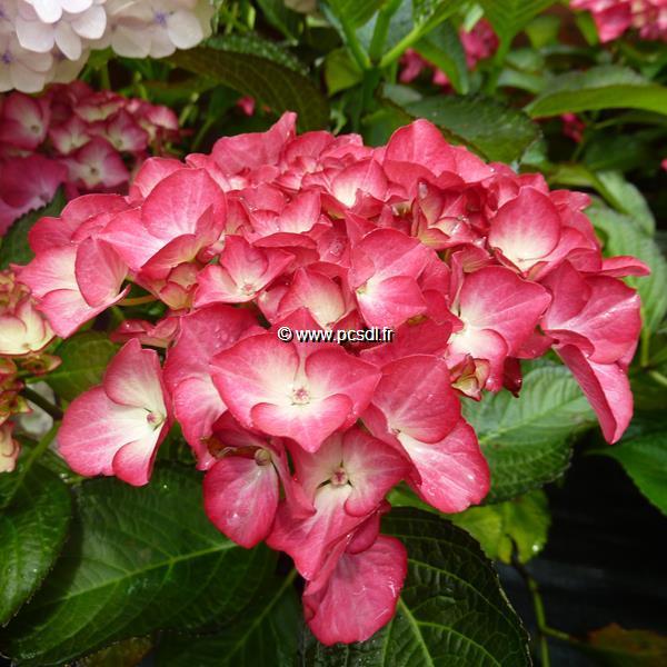 Hydrangea macrophylla Baroque Angel