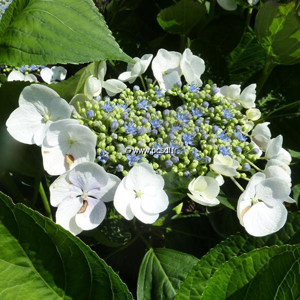 Hydrangea macrophylla Blanc Bleu (3)