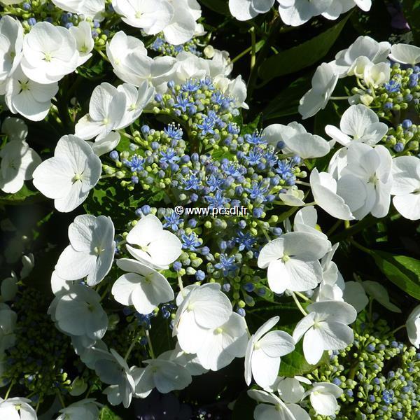 Hydrangea macrophylla Blanc Bleu (2)