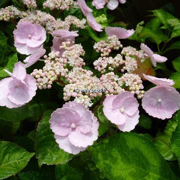 Hydrangea macrophylla Camino (2)