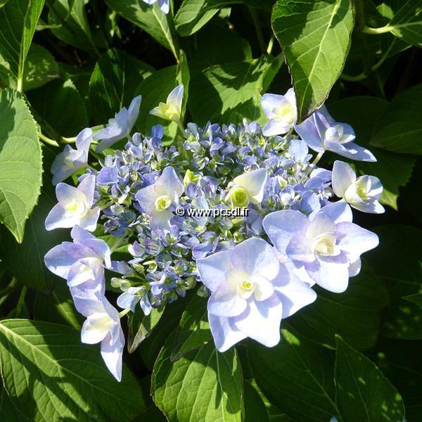 Hydrangea macrophylla Emotion (3)