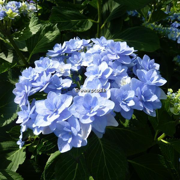 Hydrangea macrophylla Forever (4)