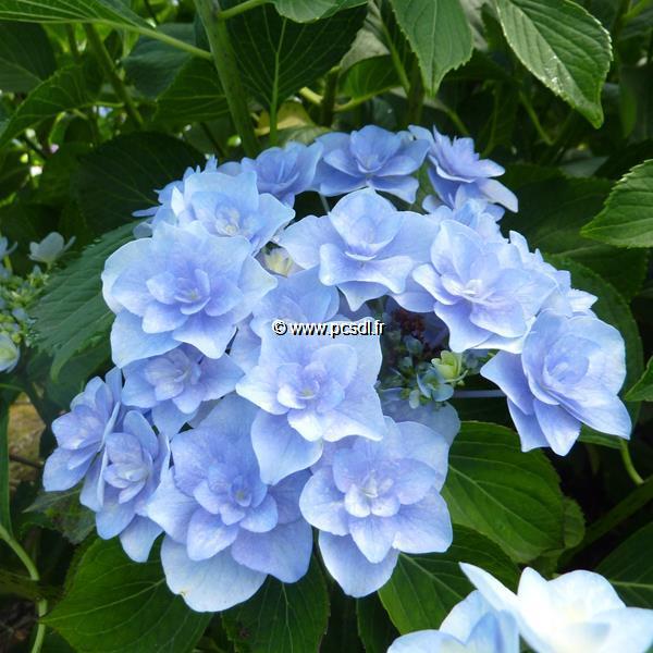 Hydrangea macrophylla Forever (2)