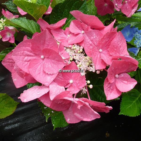 Hydrangea macrophylla Grasmucke (2)