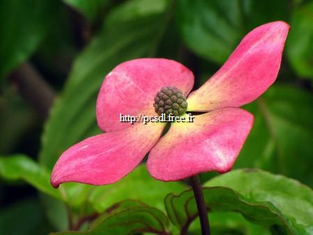 cornus%20kousa%20radiant%20rose