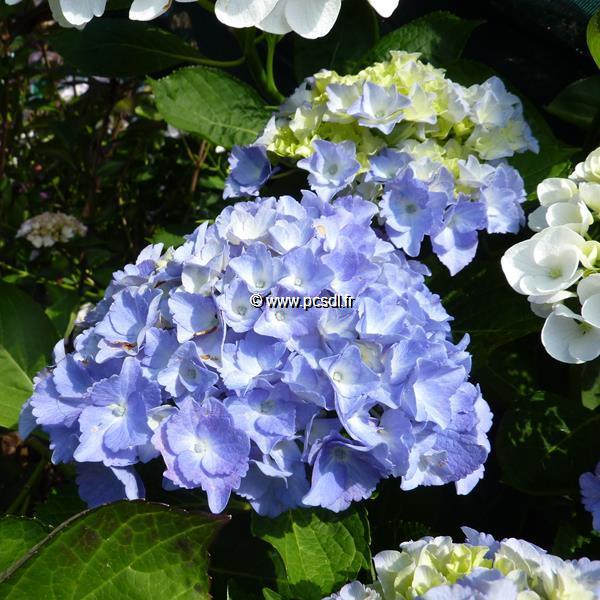 Hydrangea macrophylla Maison Rouge (1)