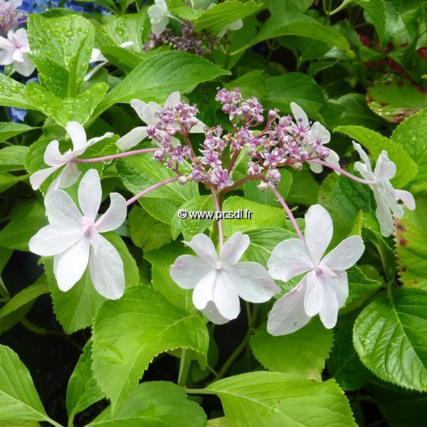 Hydrangea macrophylla Miharayama Yae