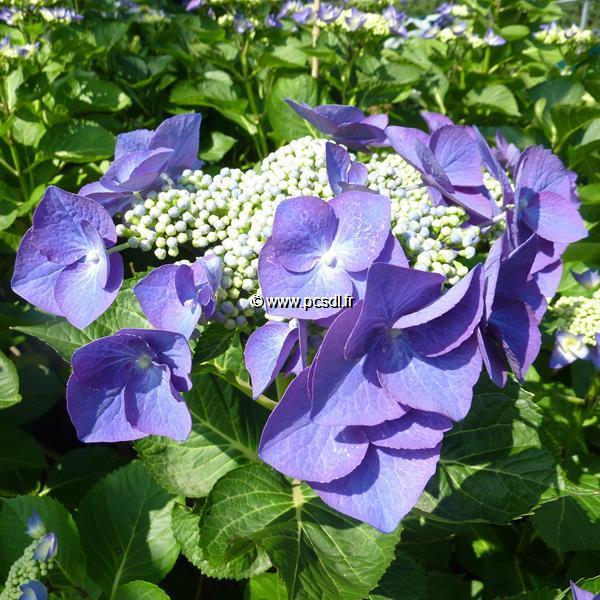 Hydrangea macrophylla Nachtigall (1)