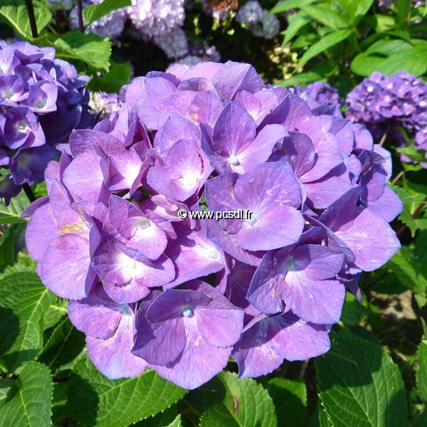 Hydrangea macrophylla Oregon Pride (2)