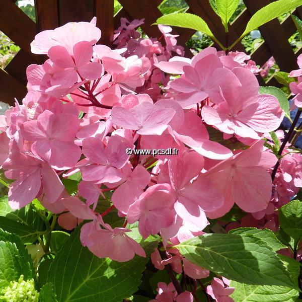 Hydrangea macrophylla Oregon Pride