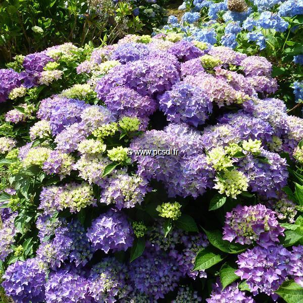 Hydrangea macrophylla Pia (2)