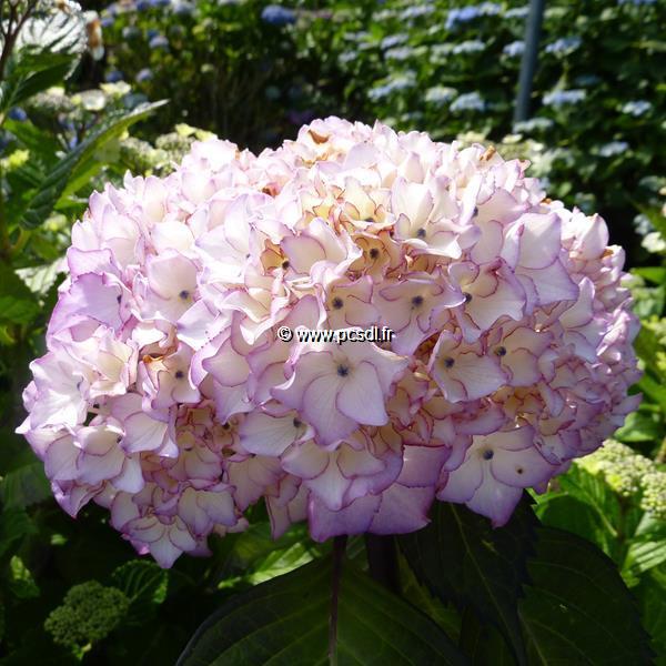 Hydrangea macrophylla Salsa (1)