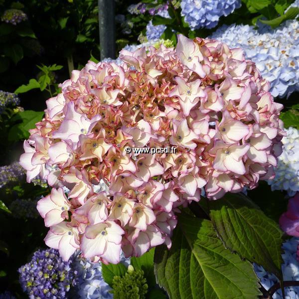 Hydrangea macrophylla Salsa (2)