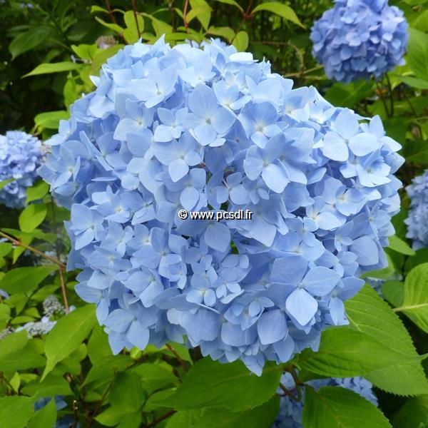 Hydrangea macrophylla Semperflorens (2)