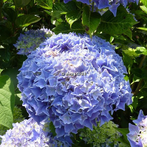 Hydrangea macrophylla Tovelit (1)