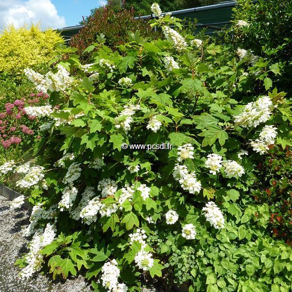 Hydrangea quercifolia Alice (2)