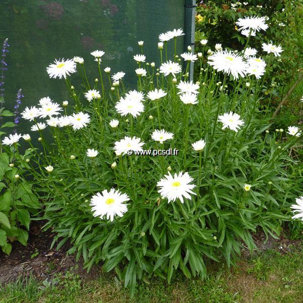 Leucanthemum Wirral Pride (3)