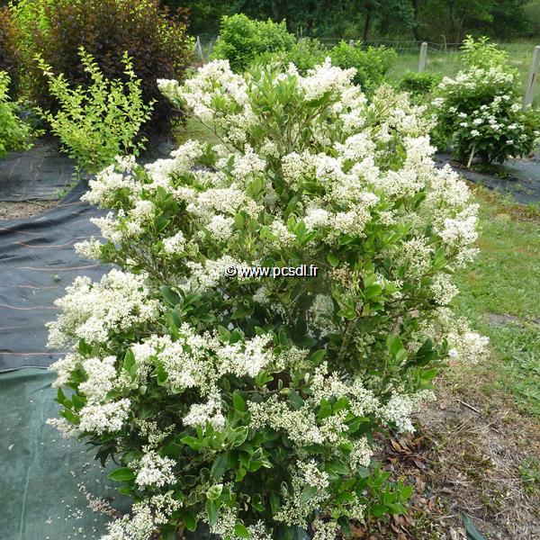 Ligustrum japonicum Texanum Variegatum